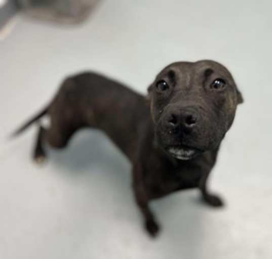Photo of Pittie Plum