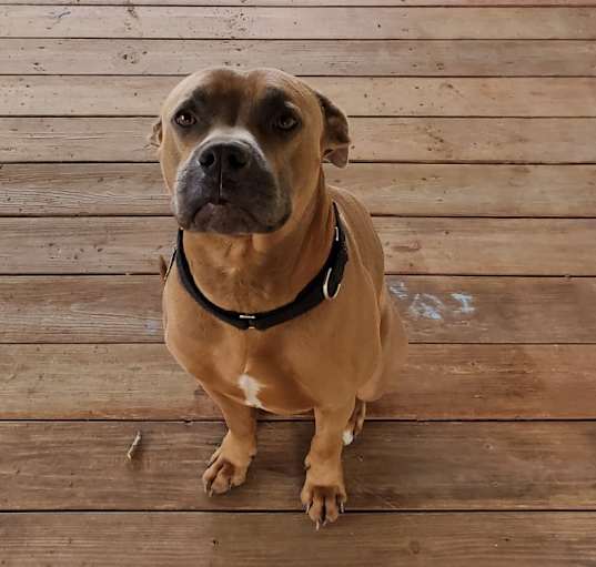 Photo of Buster
