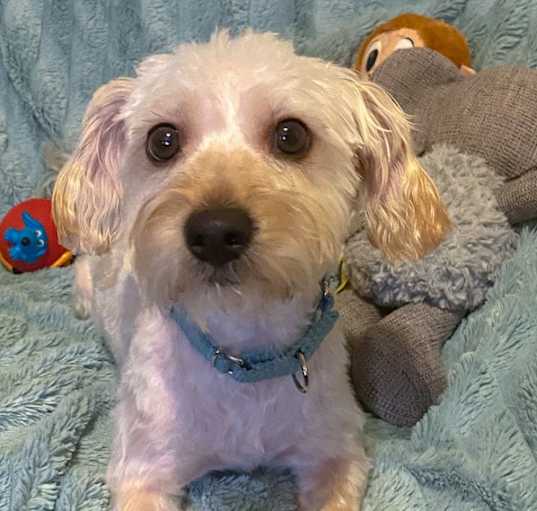 Photo of Indy