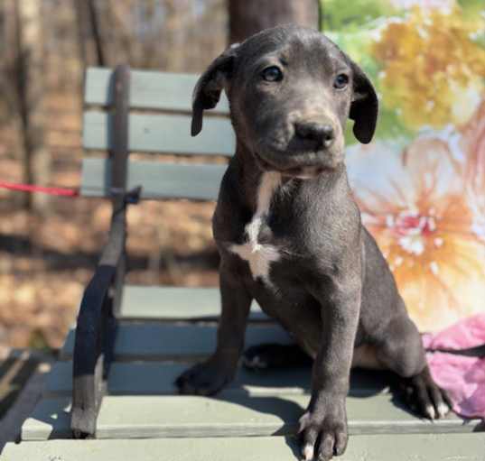 Photo of Penny