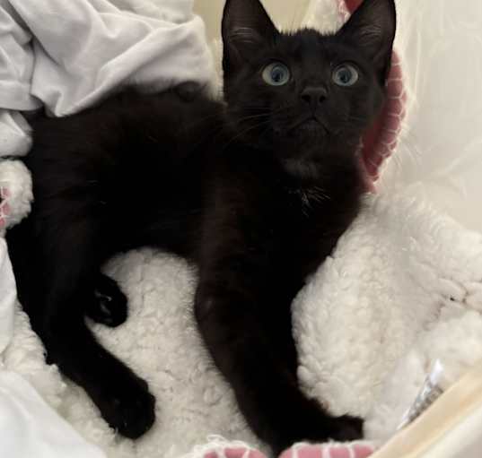 Photo of Harvey