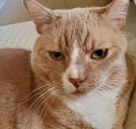 Photo of Garfield