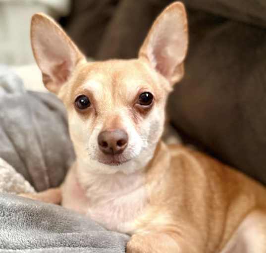 Photo of PeeWee