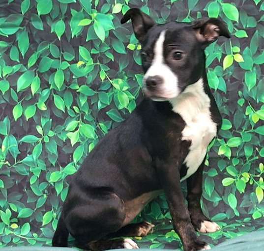 Photo of 250093  Shelby