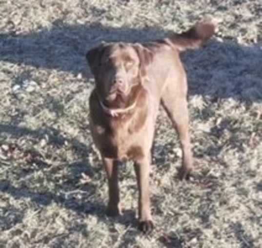 Photo of Kimbra-owner rehome