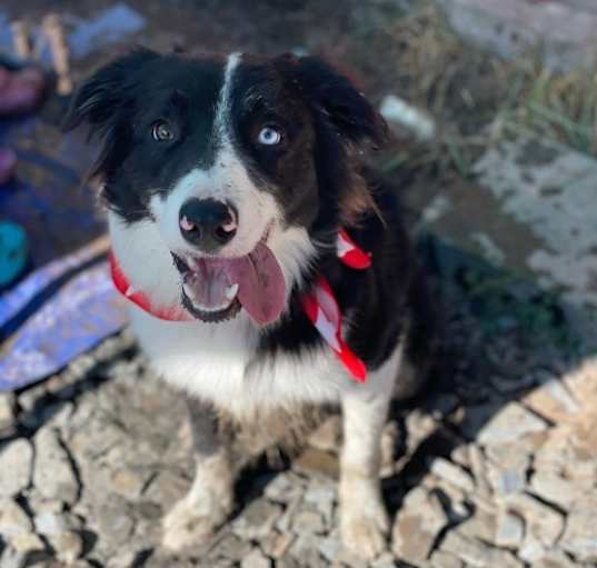 Photo of Maverick