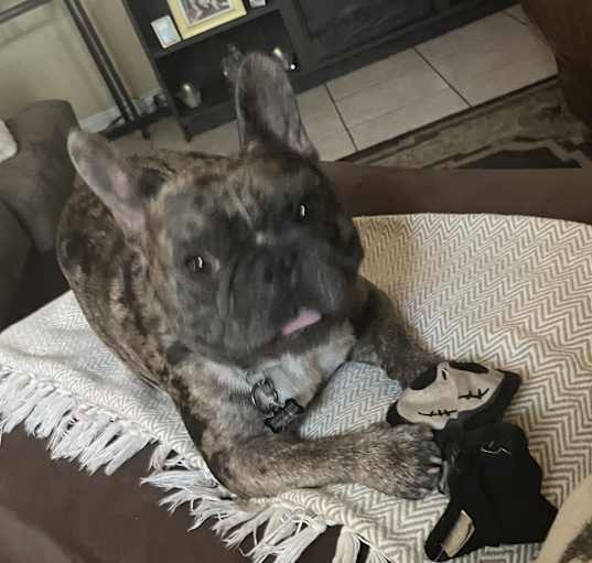 Photo of Bruno