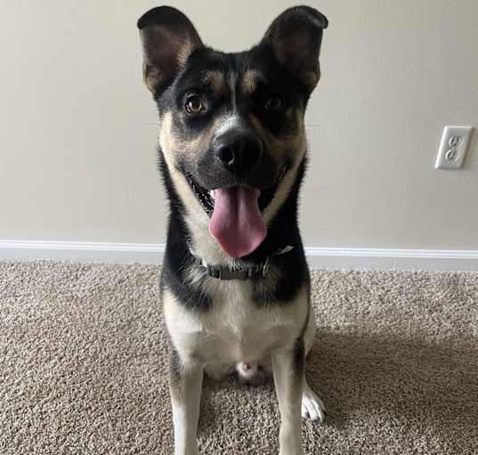 Photo of Rocco