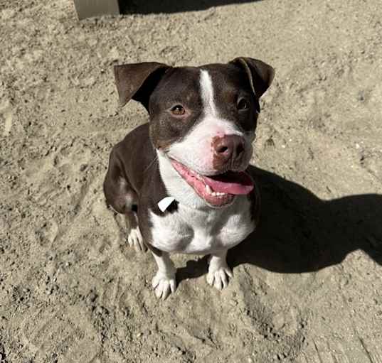 Photo of Dog