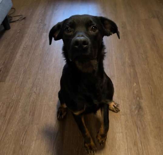Photo of Peanut