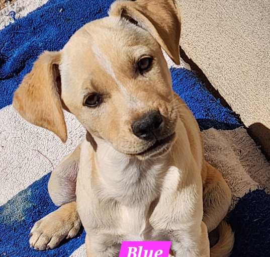 Photo of Blue