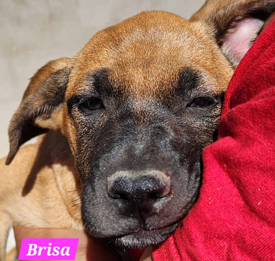 Photo of Brisa