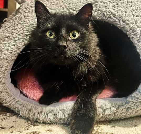 Photo of Luna