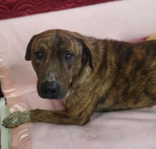 Photo of Sampson