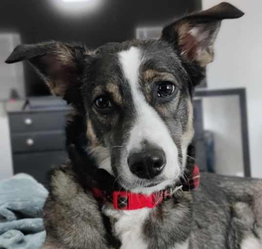 Photo of Nala