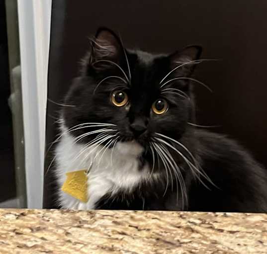 Photo of Lola