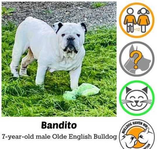 Photo of Bandito
