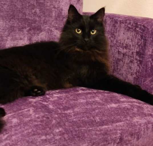 Photo of Soot