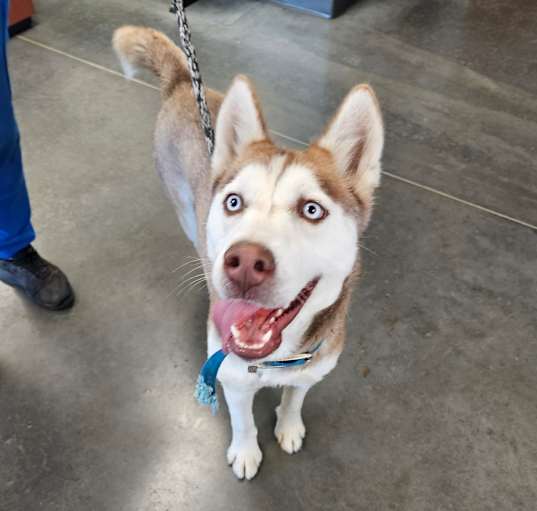 Photo of Cinnamon