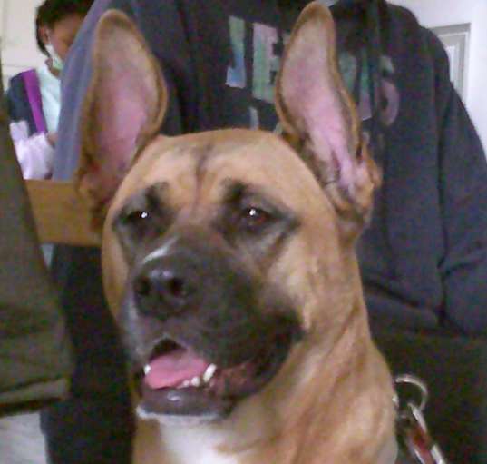 Photo of Maple
