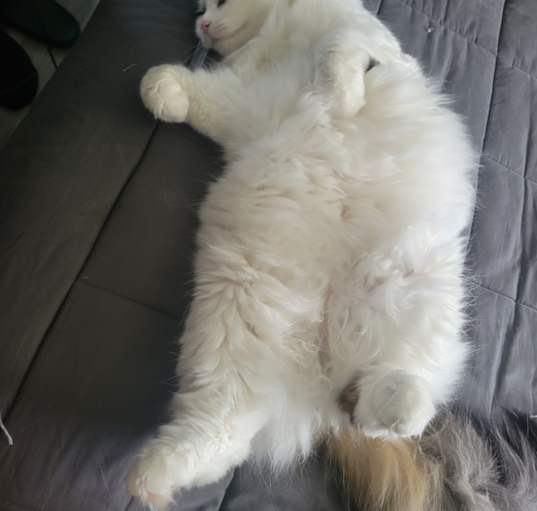 Photo of Luna
