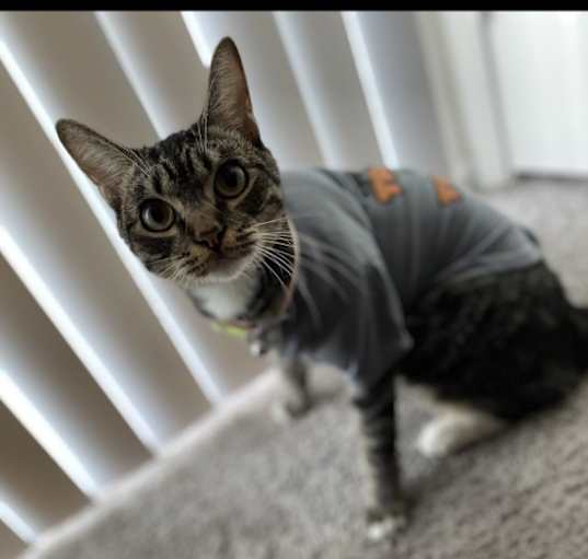 Photo of Scooter