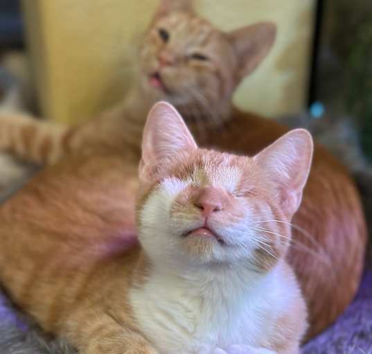 Photo of Marcel & Lucille - MILD needs
