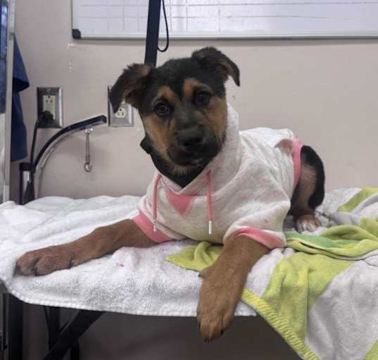 Photo of URGENT! SHELTER IS FULL