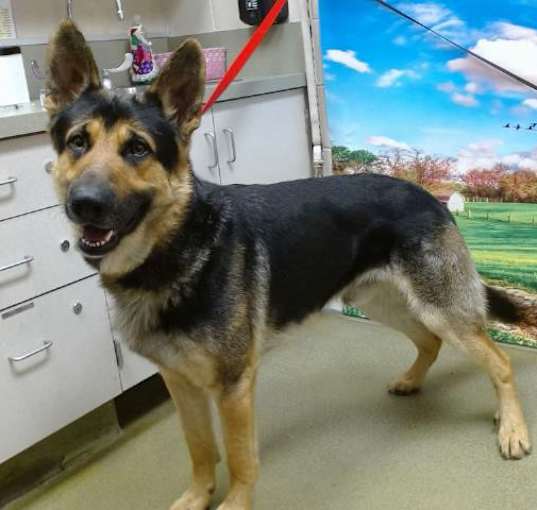 Photo of URGENT! SHELTER IS FULL