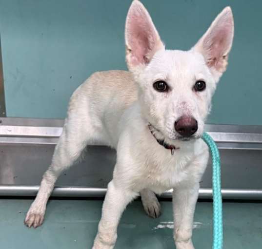 Photo of URGENT! SHELTER IS FULL