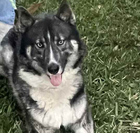 Photo of ROCKY