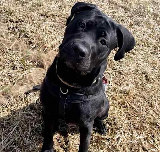Photo of Onyx