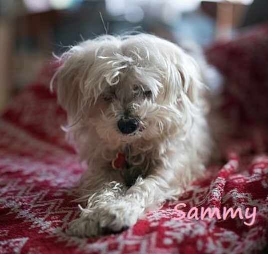 Photo of Sammy #cheery-lap-dog