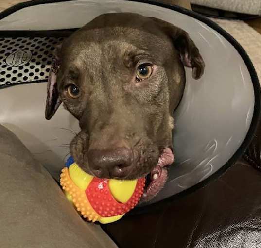 Photo of Apollo