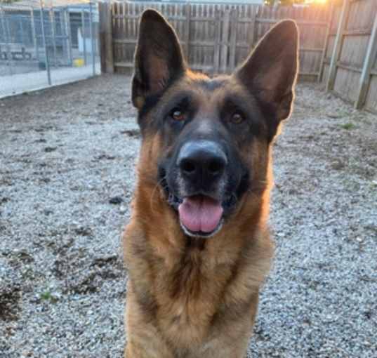 Photo of Buddy