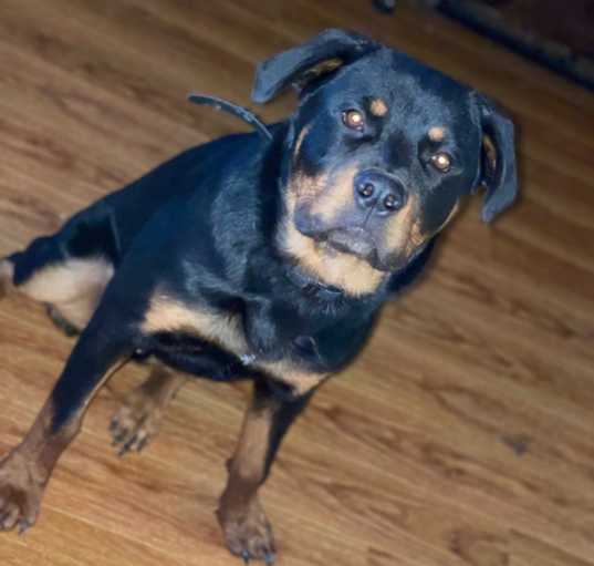 Photo of Beaux