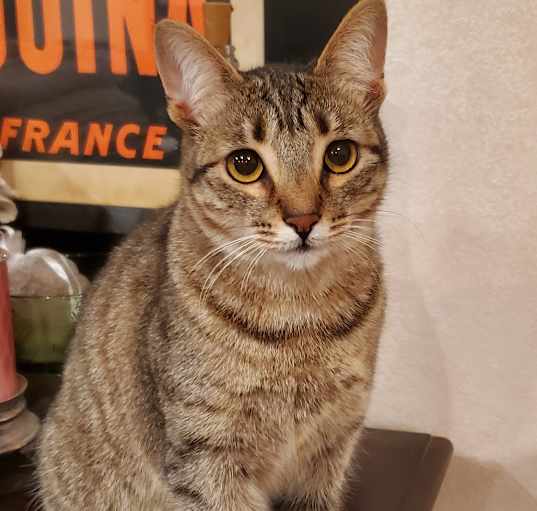 Photo of Sapphire