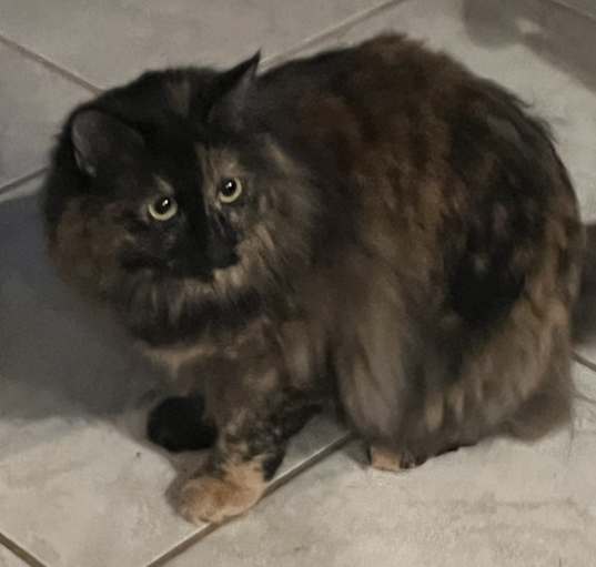 Photo of Cookie