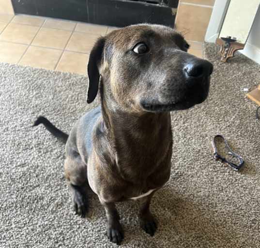 Photo of Dante