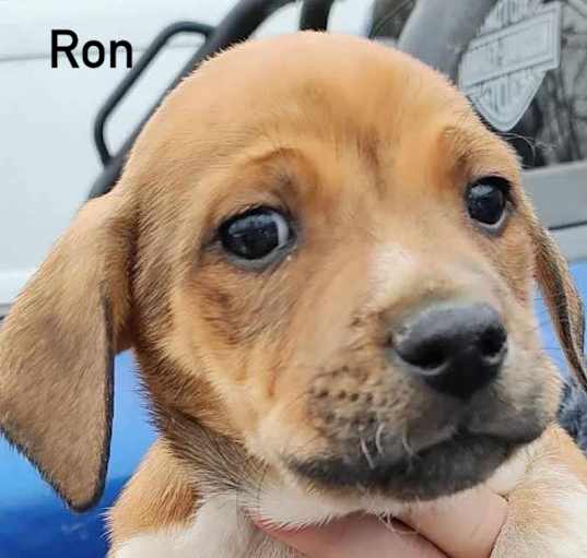 Photo of Ron