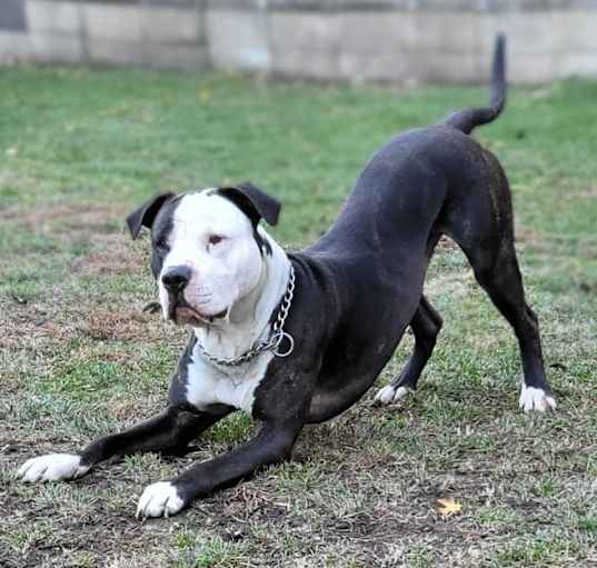 Photo of Shadow