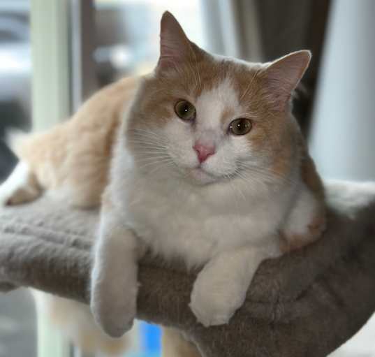 Photo of Milo