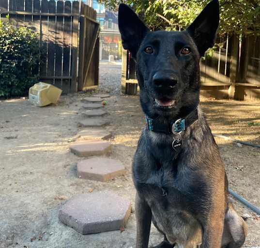 Photo of Laika