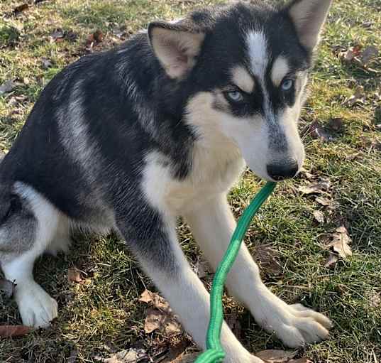 Photo of Smokey