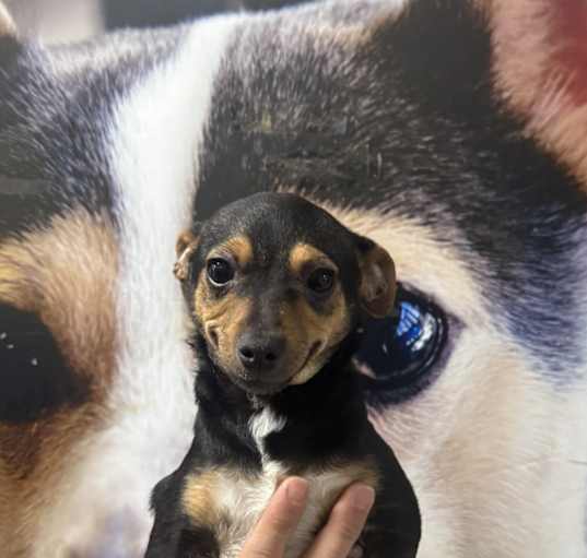 Photo of Pico