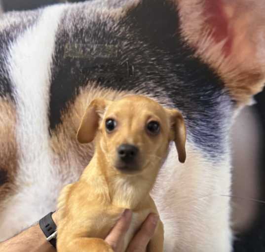 Photo of Peanut