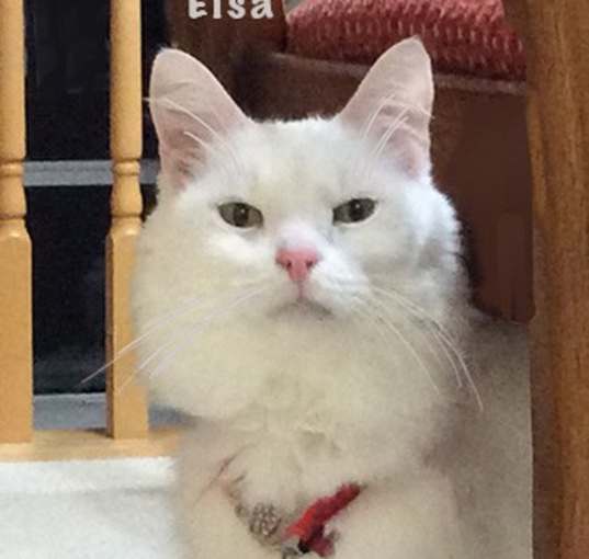 Photo of Elsa