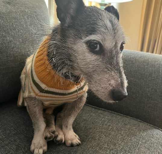 Photo of Frankie