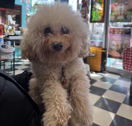 Photo of Rascal