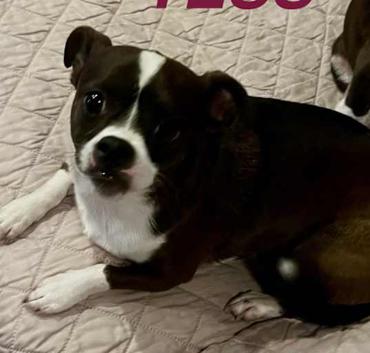 Photo of TESS